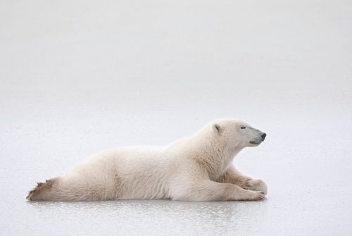 LP 70483651 Polar bear lying on a lake of ice