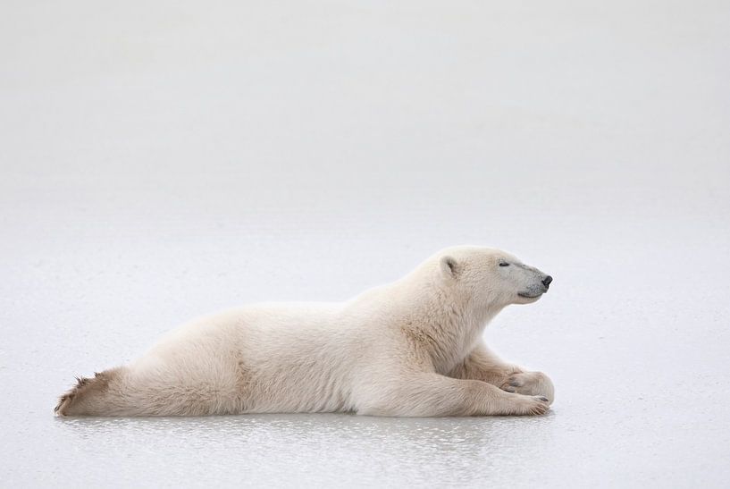LP 70483651 Polar bear lying on a lake of ice by BeeldigBeeld Food & Lifestyle