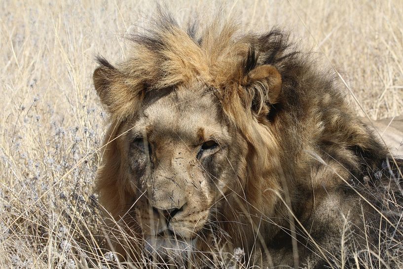 African Lion by Geert Neukermans