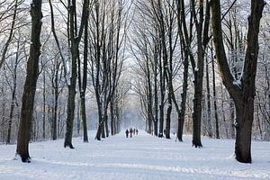 Forêt d'Amsterdam en hiver