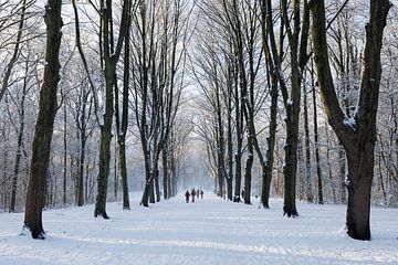 Amsterdamer Wald im Winter