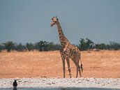 Afrikaanse giraffe in Namibië, Afrika van Patrick Groß thumbnail