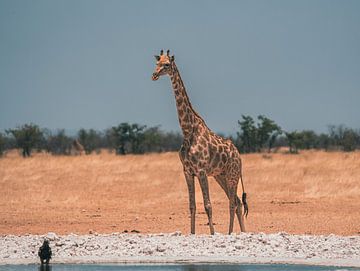 African Giraffe in Namibia, Africa by Patrick Groß