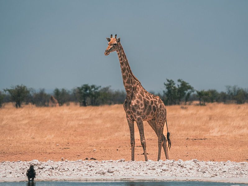 Afrikaanse giraffe in Namibië, Afrika van Patrick Groß
