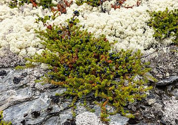 Rotsbloemen en mossen in Noorwegen