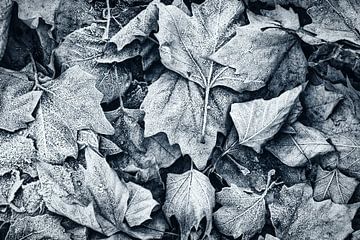 Vergänglichkeit Natur Ahornblätter mit Reif Laub im Winter auf Waldboden in schwarz-weiss von Dieter Walther