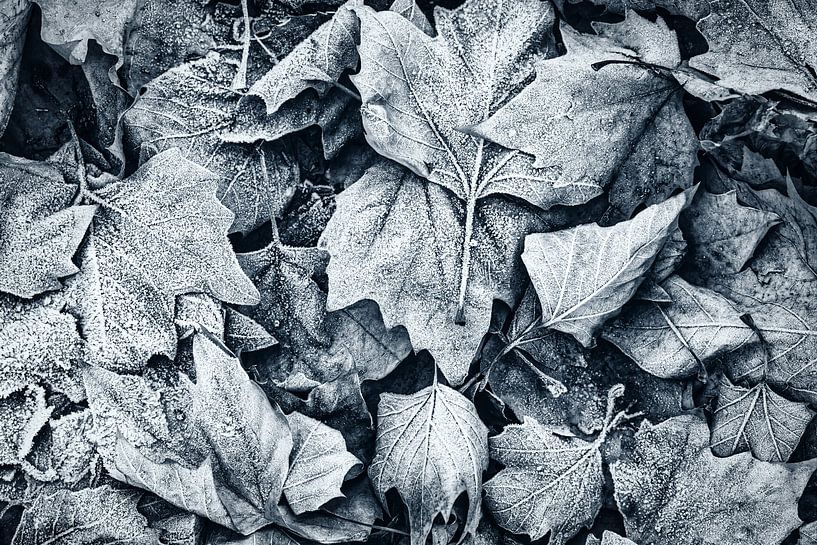 Transience nature maple leaves with frost foliage in winter on forest floor in black and white by Dieter Walther