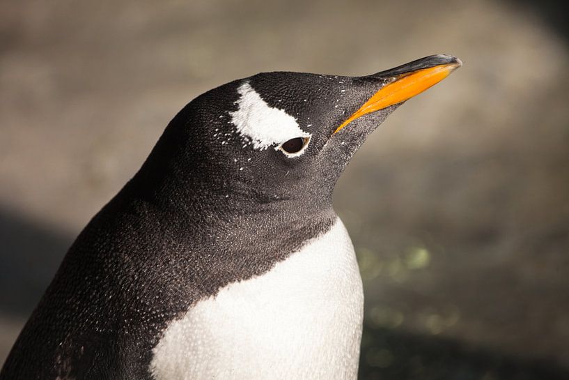 Penguin head in profile.Cute sub-Antarctic penguin, illuminated by the sun close-up, bright yellow b by Michael Semenov