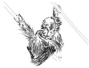 bébé Orangutan 2