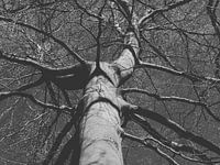 Black Trees