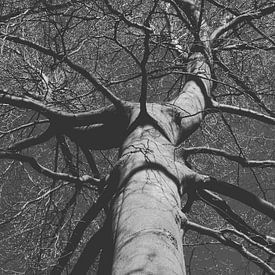Black Trees von Yvonne Koppers