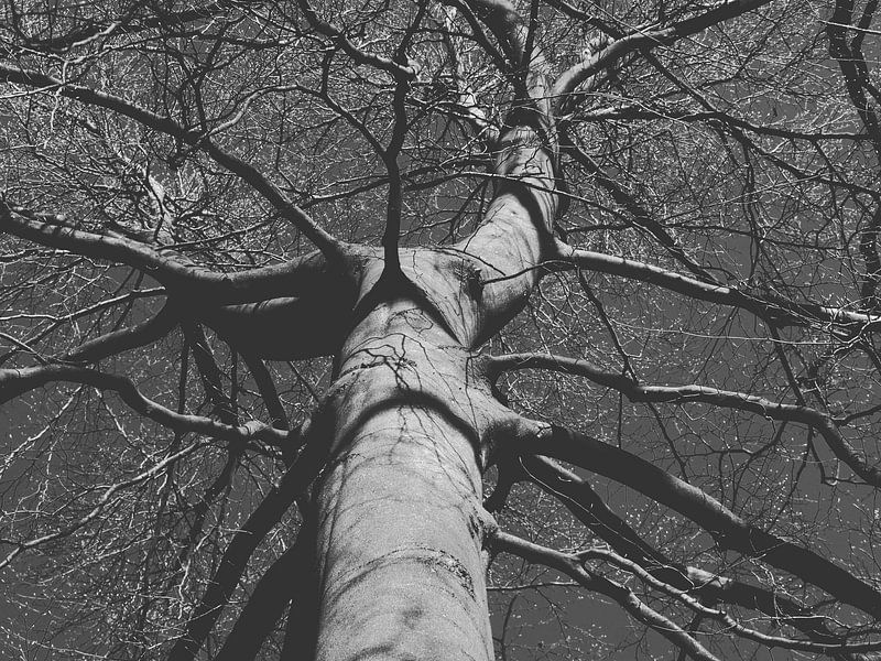 Black Trees by Yvonne Koppers