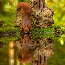 Eichhörnchen trinkt zusammen mit seinem Spiegelbild von Arnold van der Horst