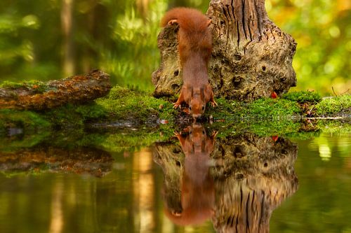 Eekhoorn drinkt samen met z'n spiegelbeeld