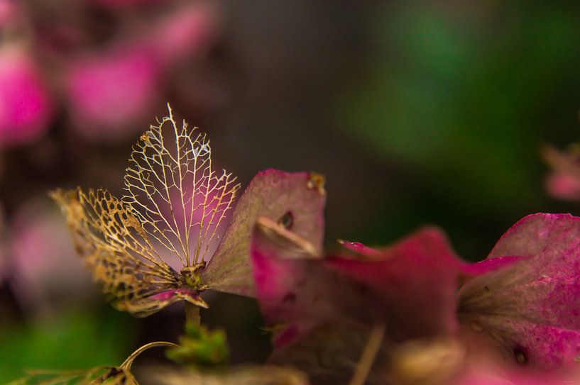 Faded Hydrangea by Yvon van der Wijk