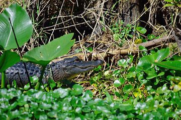 Alligator verstopt in het struikgewas van Frank's Awesome Travels