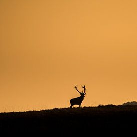 Edelhert in laatste zonlicht van Erwin Maassen van den Brink