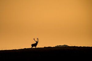 Rotwild im letzten Sonnenlicht von Erwin Maassen van den Brink