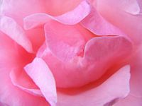 Roze roos