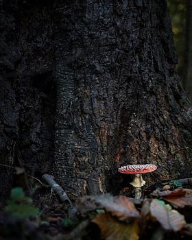 Fliegenpilz im Wald
