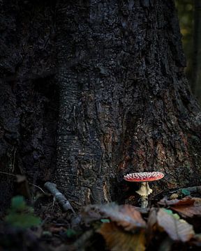 Vliegenzwam in het bos van Tom Zwerver