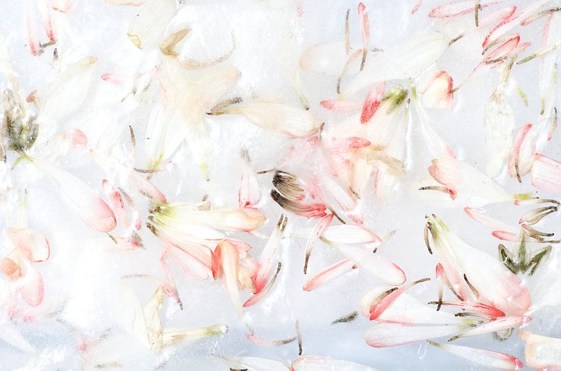 Frozen Flower Petals - Eisiges Rosa von Nicole Schyns