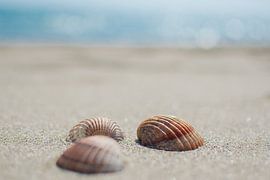 Muscheln am Strand in Spanien von Caroline Drijber