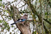 Jay