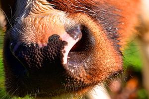 Curious muzzles by Arno Wolsink