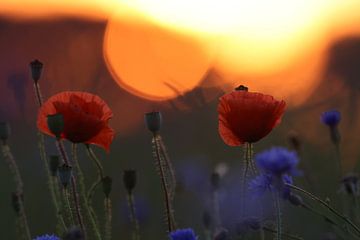 klaprozenveld in zonsondergang duitsland van Frank Fichtmüller