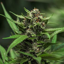 Cannabis Blad Bloesem Cannabis Bloesem van Poster Art Shop