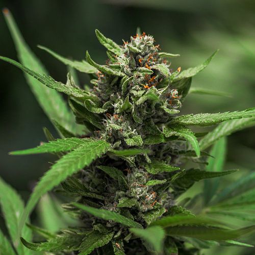 Cannabis Blad Bloesem Cannabis Bloesem
