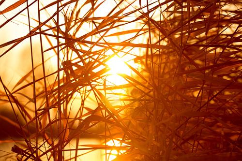 golden sunset through reeds