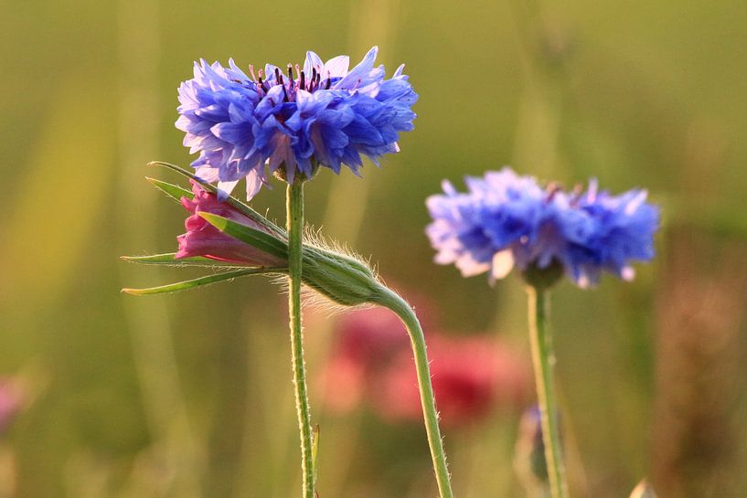 Kornblumenblau  Friesland von Fotografie Sybrandy