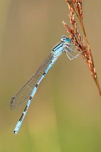 Libelle