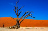 Geraamte van een boom in de Dode vallei, Namibië van Rietje Bulthuis thumbnail