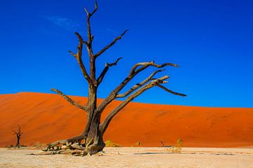 Squelette d'un arbre dans la vallée de mort, de la Namibie sur Rietje Bulthuis