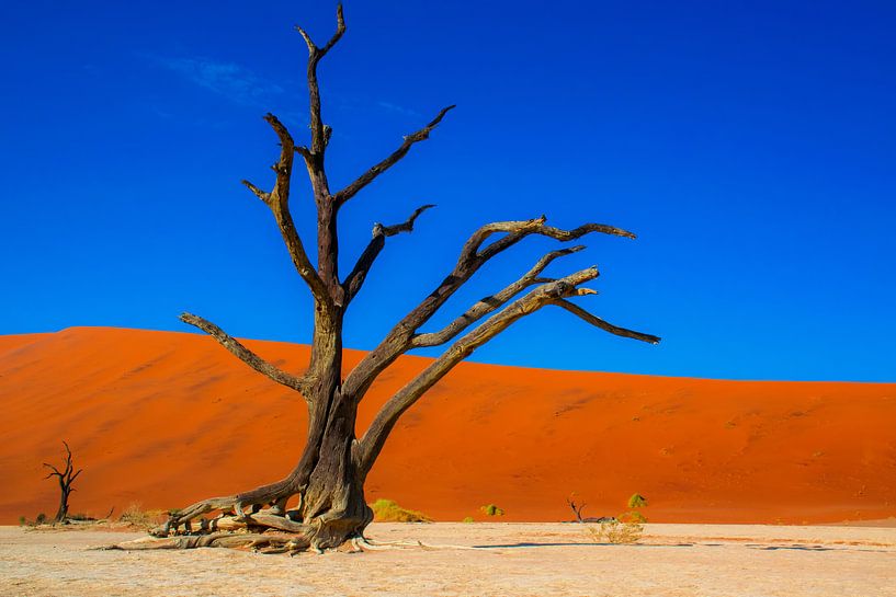 Squelette d'un arbre dans la vallée de mort, de la Namibie par Rietje Bulthuis