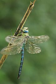 Dragonfly drying out in the sun