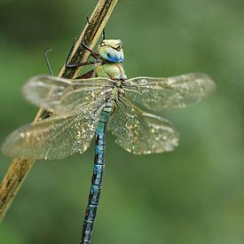 Libelle beim Austrocknen in der Sonne von Bärbel Severens