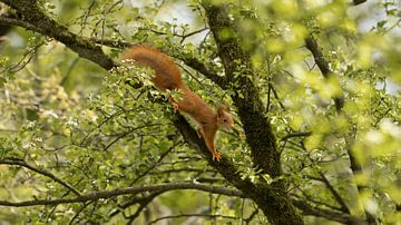 Jonge eekhoorn in zijn leefgebied hoog in de bomen.