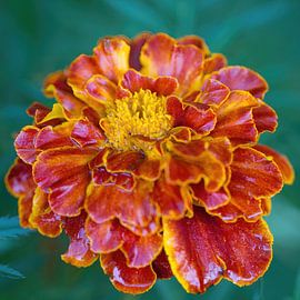 Fleur de Tagetes patula nana