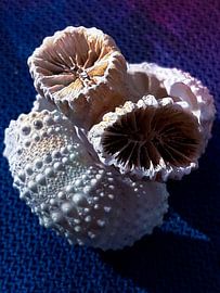 Koraal von Renee Alexandra Serlier