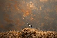 Kraanvogel in het Hooi