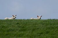 Lammetjes op de dijk bij Wierum, Lente in Friesland