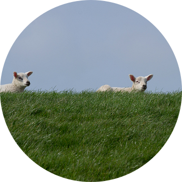 Lammetjes op de dijk bij Wierum, Lente in Friesland van Tim Groeneveld