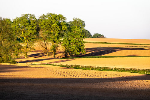 Golvend land in avondzon