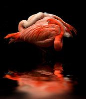 Flamingos