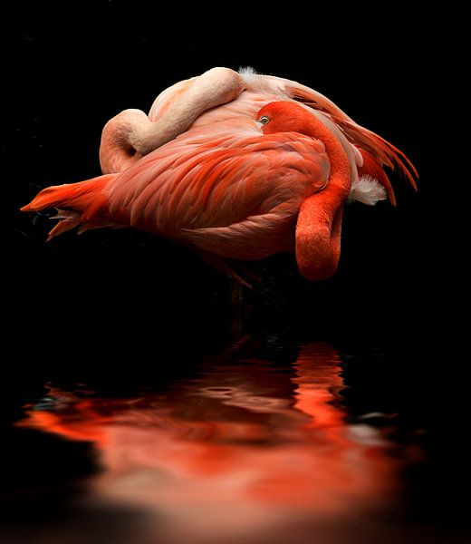 Flamingos par Vera Kämpfe