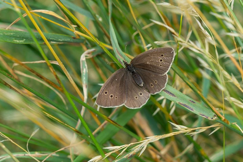 Brauner Waldvogel (Aphantopus hyperantus)  Schornsteinfeger von Animaflora PicsStock
